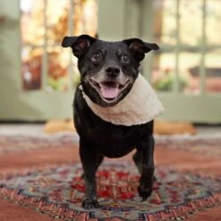 Frisco Solid Faux Fur Dog & Cat Bandana -Cat Supplies 733878 PT6. AC SS1800 V1692378974