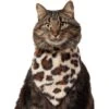 Frisco Leopard Faux Fur Dog & Cat Bandana -Cat Supplies 733894 MAIN. AC SS1800 V1692379950