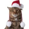 Frisco Chunky Knit Santa Dog & Cat Hat -Cat Supplies 744878 MAIN. AC SS1800 V1694812847