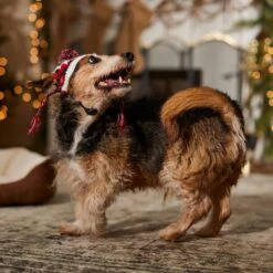 Frisco Nordic Pawprint Dog & Cat Hat -Cat Supplies 746782 PT5. AC SS1800 V1694799891