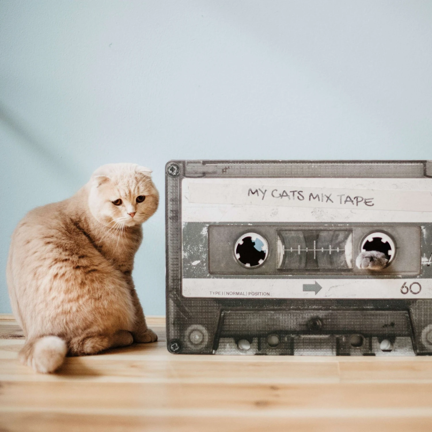 District 70 MIXTAPE Retro Cardboard Cat Scratcher, Large 8 District 70 MIXTAPE Retro Cardboard Cat Scratcher, Large - Image 6