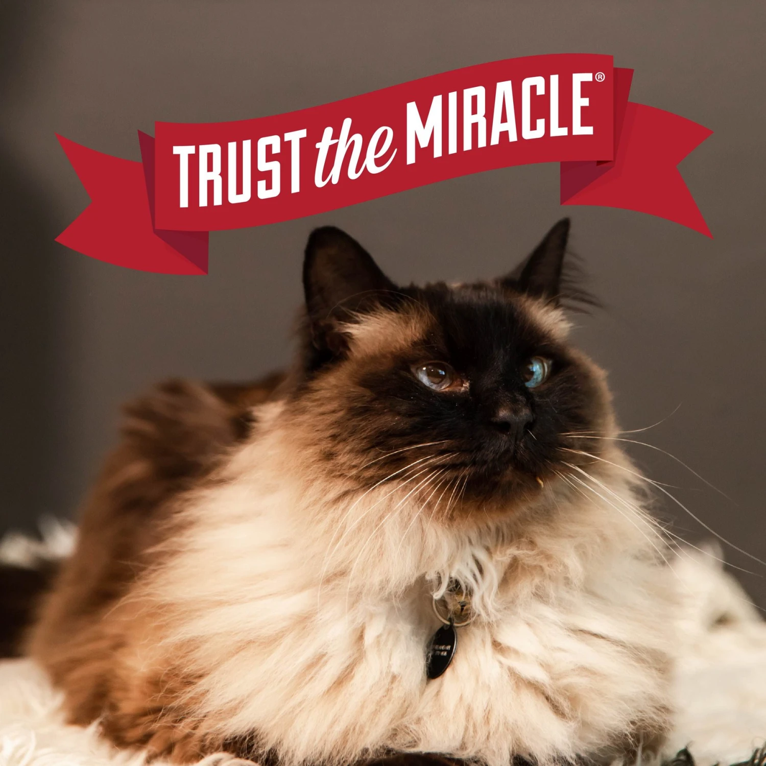 Nature's Miracle Intense Defense Odor Control Cat Litter, 40-lb Bag 10 Nature's Miracle Intense Defense Odor Control Cat Litter, 40-lb Bag - Image 8