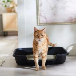 Arm & Hammer Litter Clump & Seal Multi-Cat Scented Clumping Clay Cat Litter 14 Arm & Hammer Litter Clump & Seal Multi-Cat Scented Clumping Clay Cat Litter -Cat Supplies 78026 PT3. AC SS1800 V1680789649