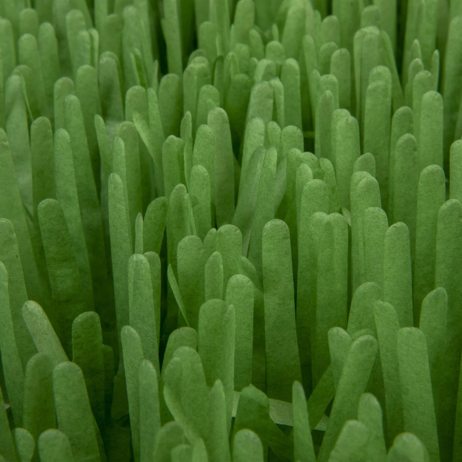 SmartyKat Instincts Meadow Mayhem Paper Grass Hide & Seek Cat Toy, 2-pack 9 SmartyKat Instincts Meadow Mayhem Paper Grass Hide & Seek Cat Toy, 2-pack - Image 7