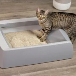 O.R.I./GRAYSTONE NATURAL Granular Tofu Uncented Cat Litter For Automatic Self-cleaning Litter Box Robots, 18-lb Bag, Case Of 4 10 O.R.I./GRAYSTONE NATURAL Granular Tofu Uncented Cat Litter For Automatic Self-cleaning Litter Box Robots, 18-lb Bag, Case Of 4 -Cat Supplies 867382 PT3. AC SS1800 V1687887272