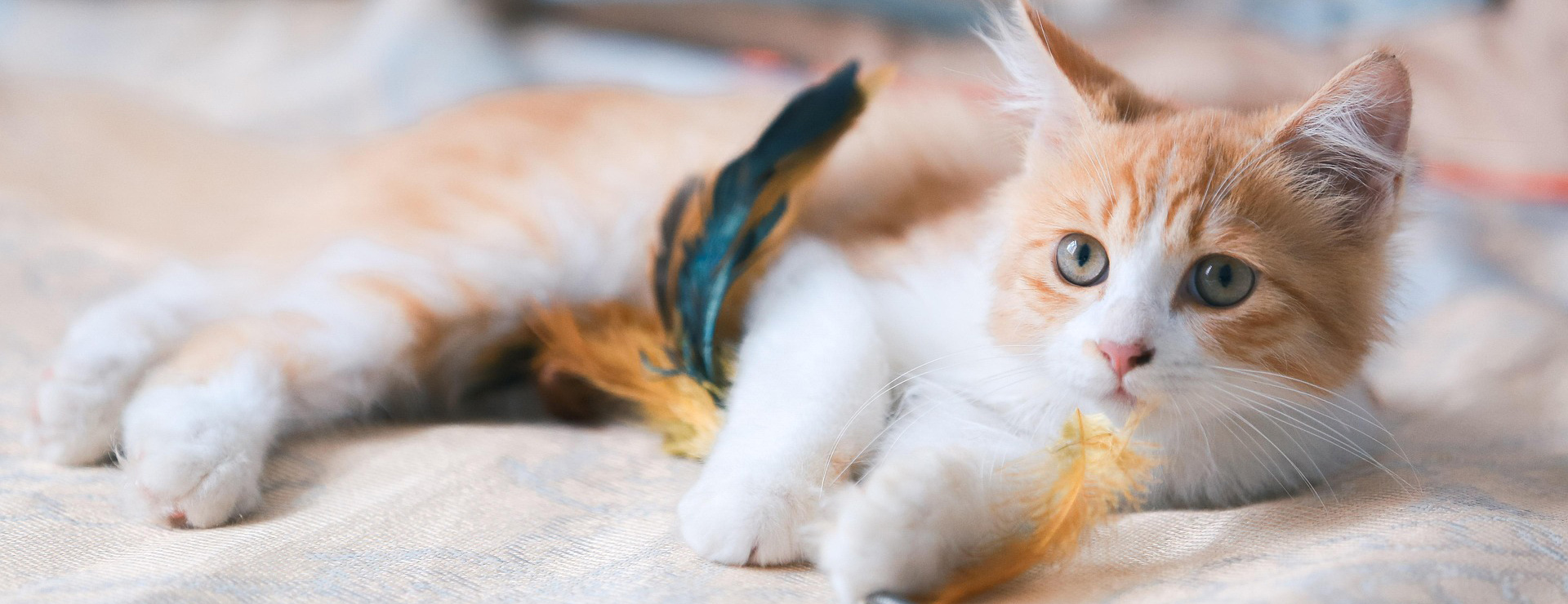 Cat Supplies -Cat Supplies cat 5830643 1920