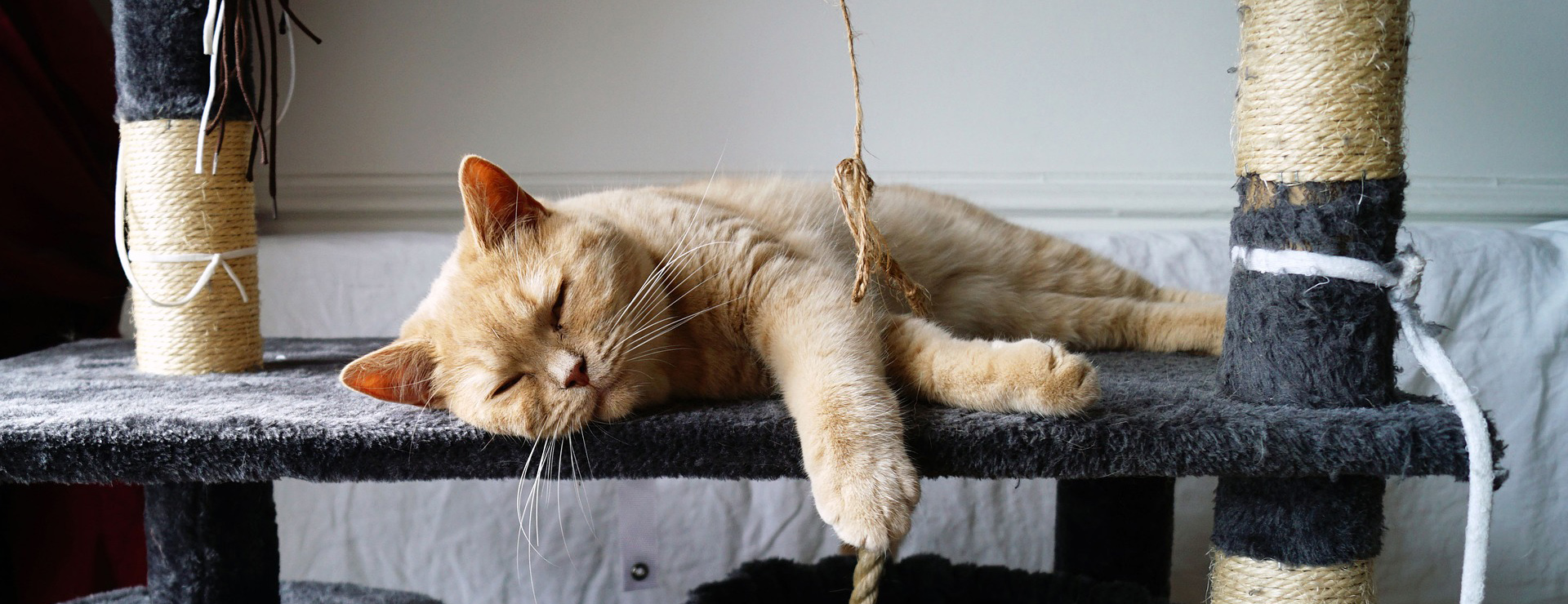 Cat Supplies -Cat Supplies cat 9704391 1920